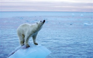 polar bear Nov 2014