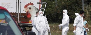 chicken migrant